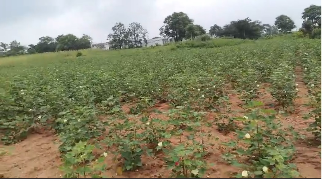 Agricultural Land for sale - Mahabubnagar District, Telangana