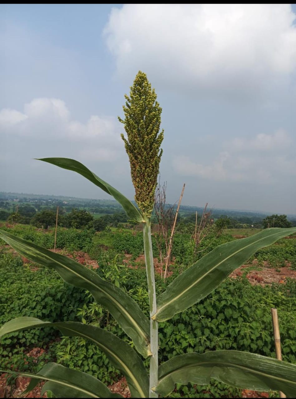 Farmland plots for sale at Sangareddy district