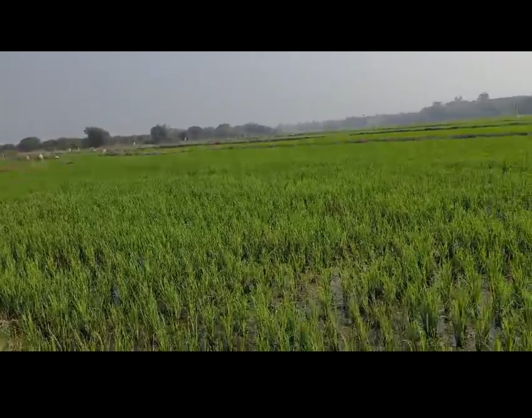 Agricultural land for sale in Daulatabad Telangana