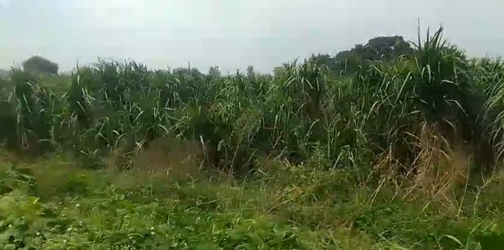 Agricultural Land for sale - Baraut Uttar Pradesh