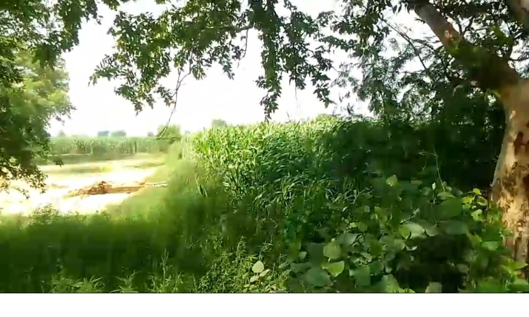 Agricultural land for sale - Baraut Uttar Pradesh