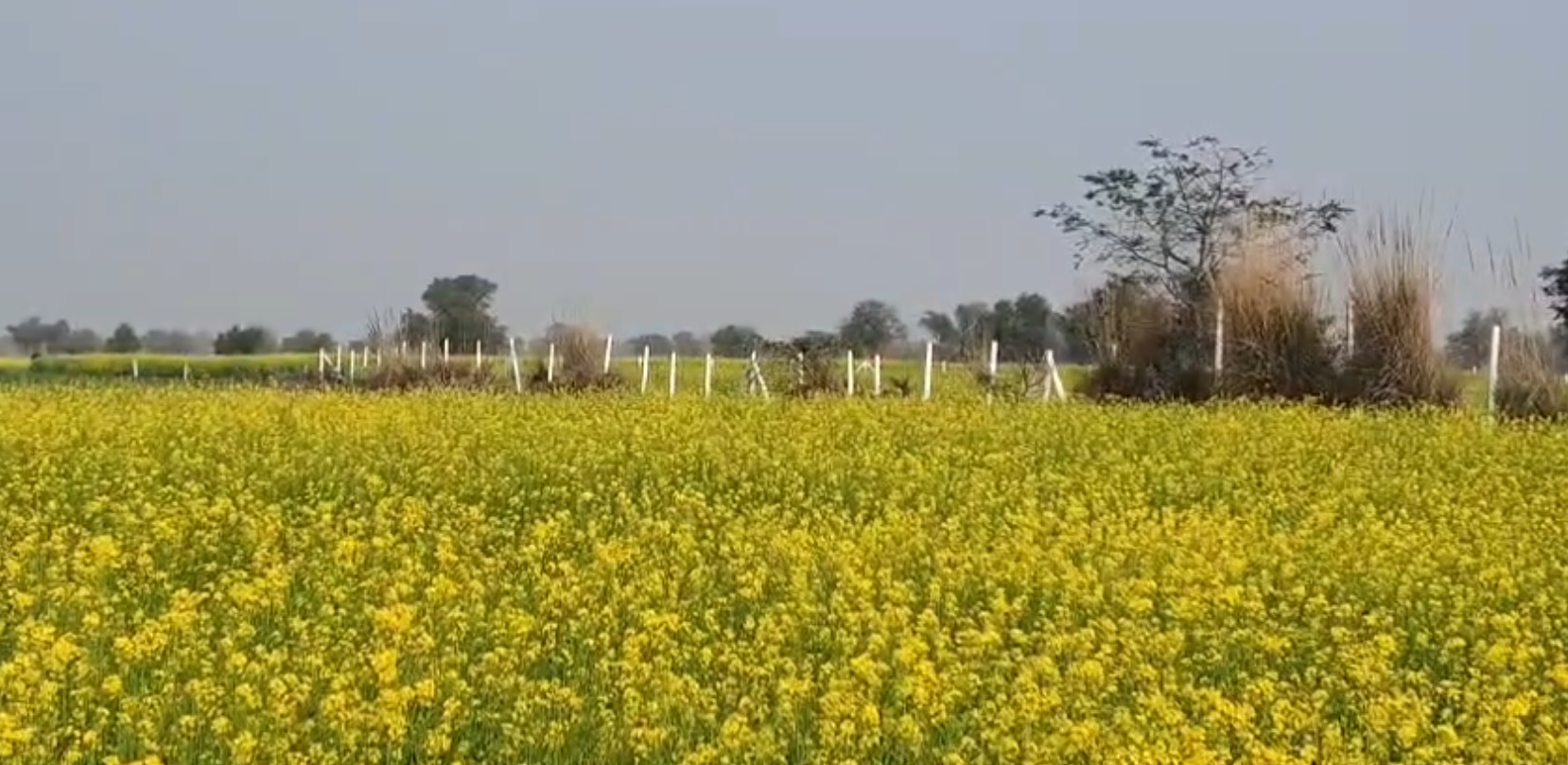 Agricultural land for sale in Sheetal Rajasthan