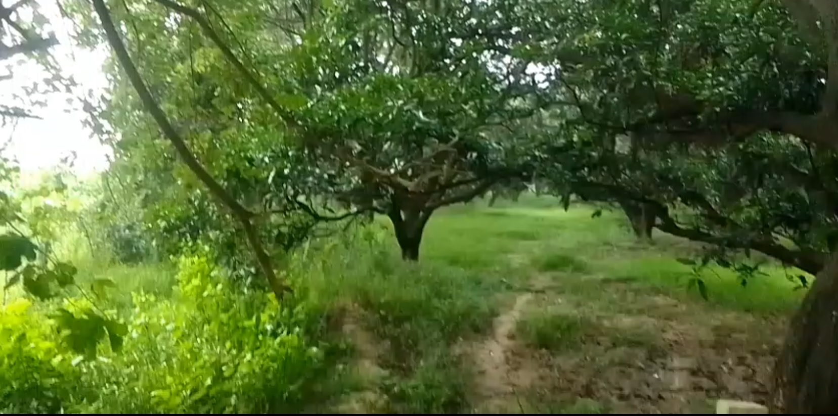 Agricultural land for sale - Baraut Uttar Pradesh