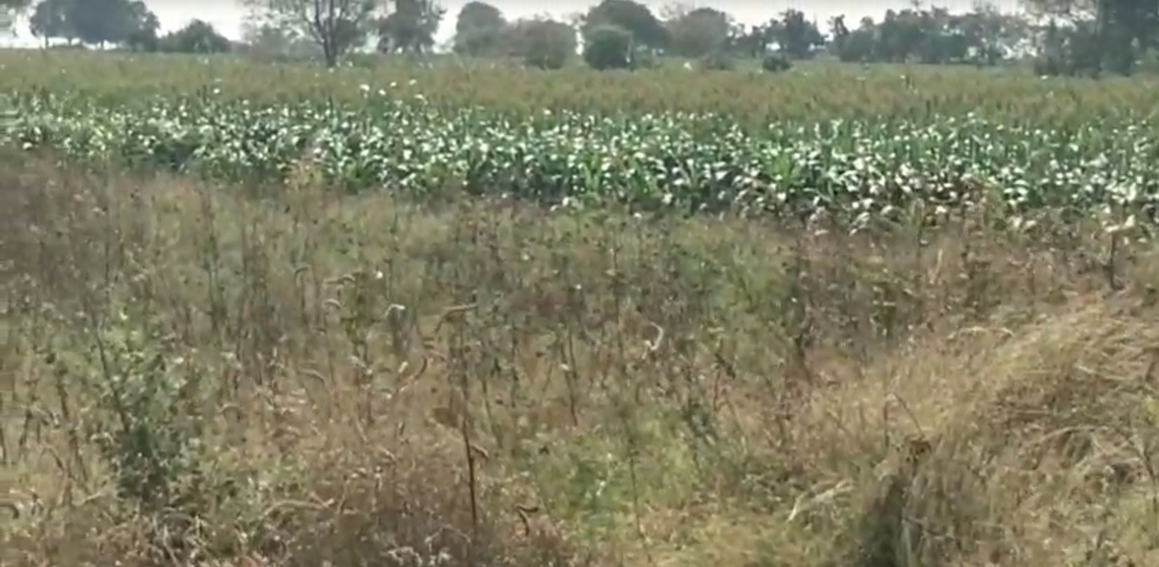 Land for sale Nyalkal Telangana