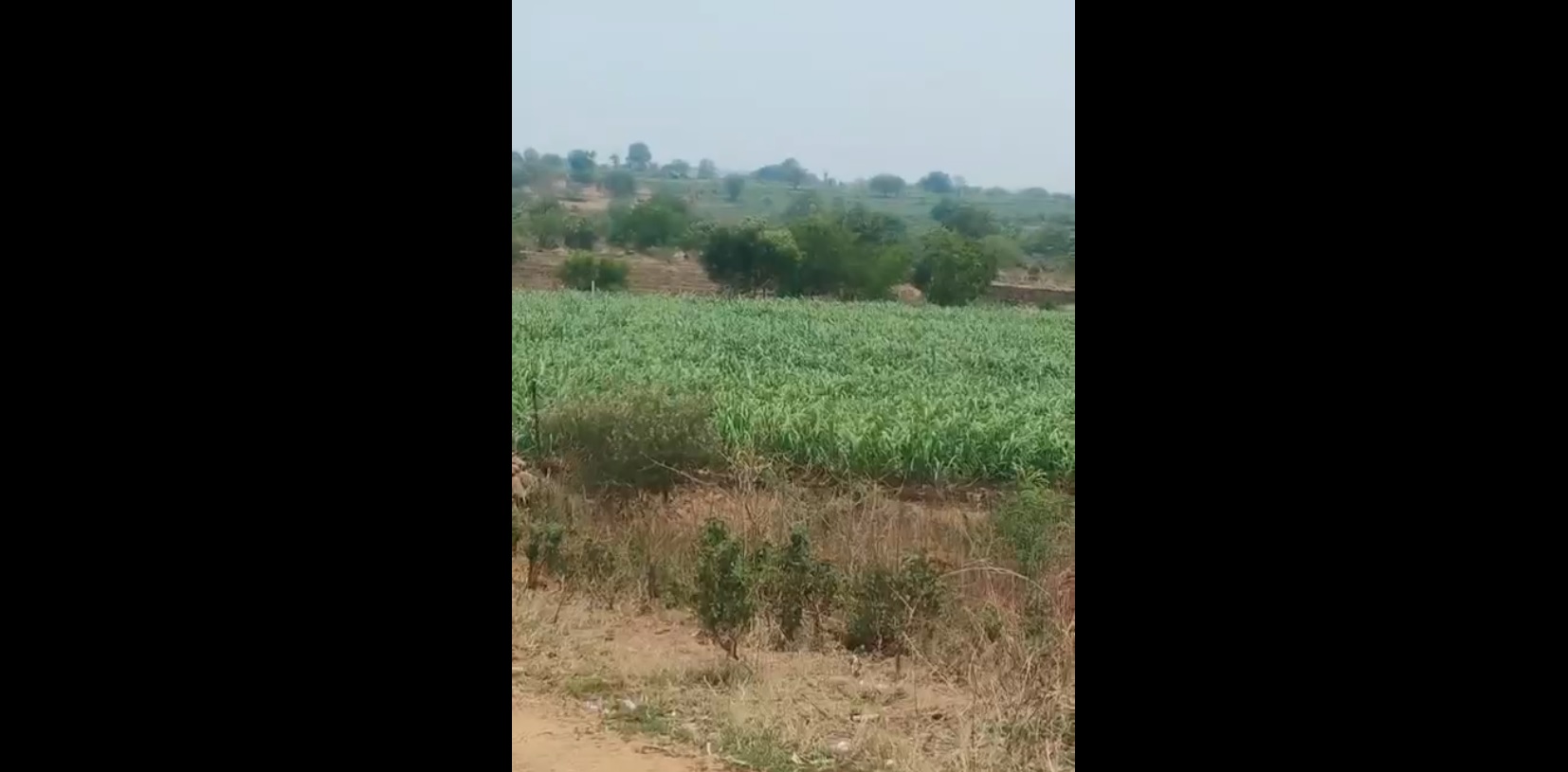 Agricultural land for sale - Pitlam Telangana